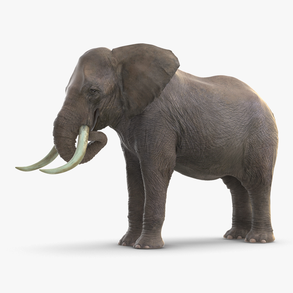 3D model elephant eating mammal animal - TurboSquid 1565202