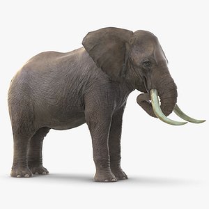 3D model elephant eating mammal animal