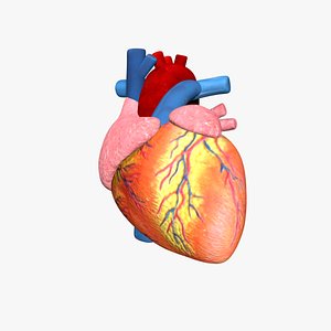 human heart model