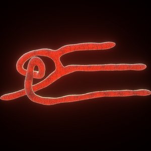 Ebola Virus