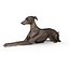 Italienischer Windhund