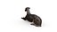 Italienischer Windhund