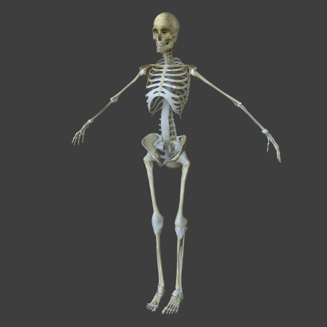 3d model muscle anatomy medical edition