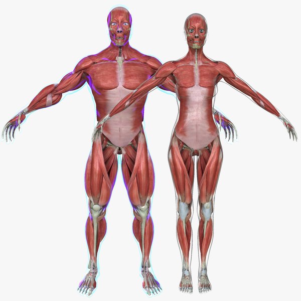 3d model muscle anatomy medical edition
