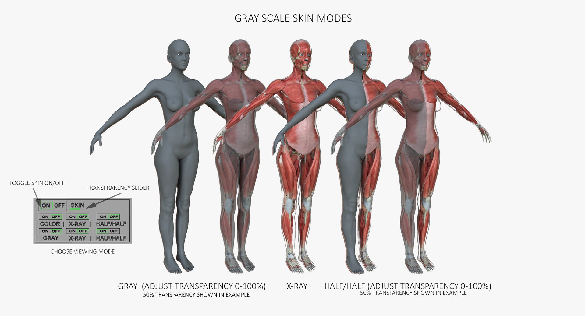 3d model muscle anatomy medical edition