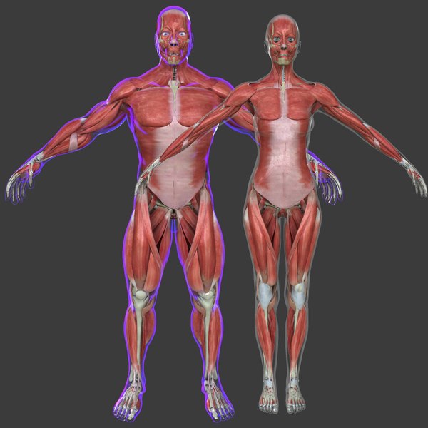 3d model muscle anatomy medical edition