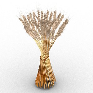 3D wheat grains spike