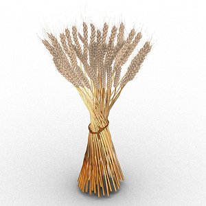 Wheat grains spike