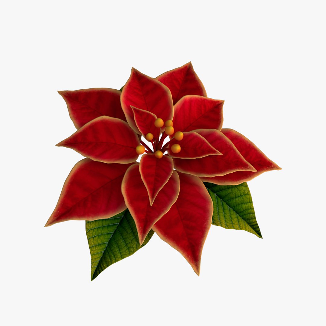 3d Model Of Christmas Flower