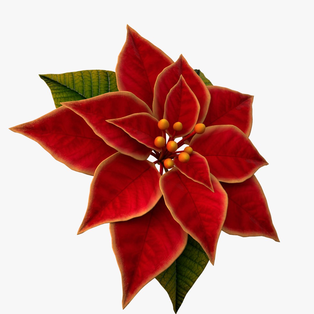 3d Model Of Christmas Flower