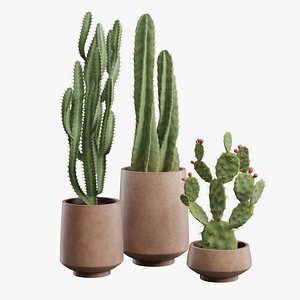 Cactus Pack 05