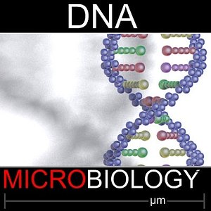 3d model dna helix 2