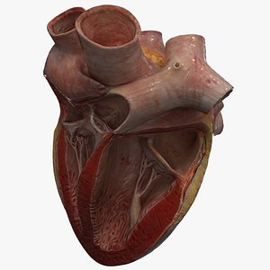Human Heart