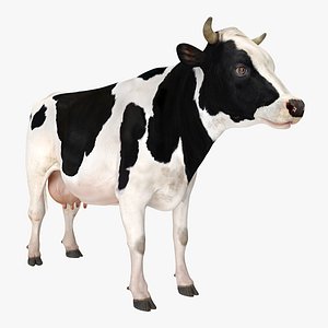 3D dairy cow model