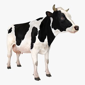 Dairy Cow