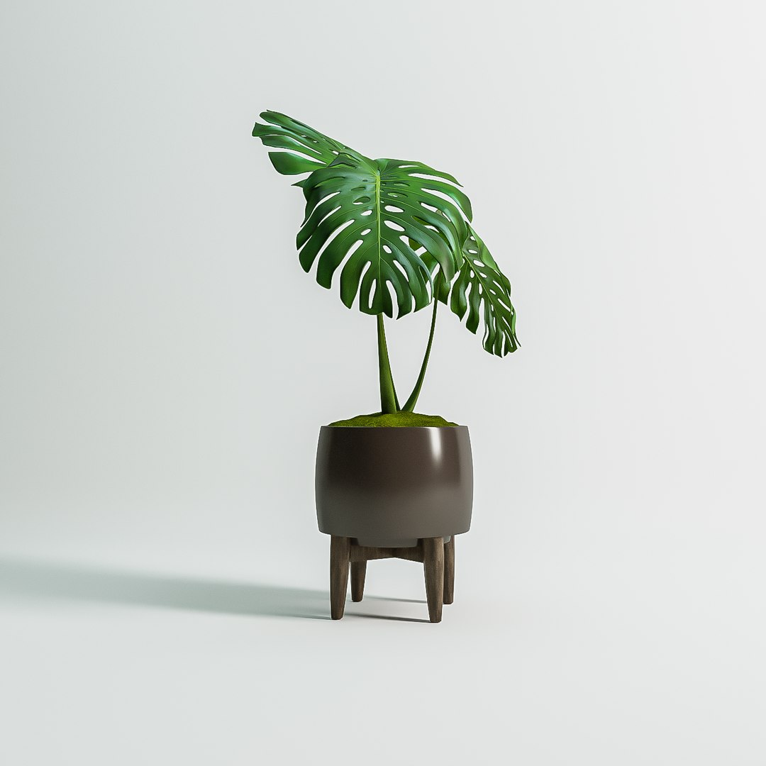 monstera plant 3D model https://p.turbosquid.com/ts-thumb/OY/J223ty/HujkSHm1/monsteraplant3d1/png/1561588050/1920x1080/fit_q87/a8920420f367ebc884a8617b32ee1625c065208b/monsteraplant3d1.jpg