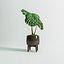 Monstera Plant