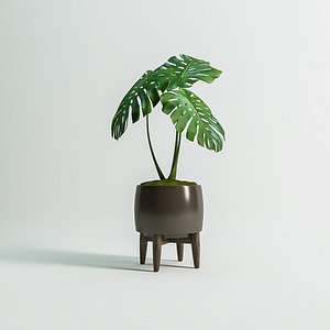 monstera plant 3D model