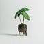 Monstera Plant