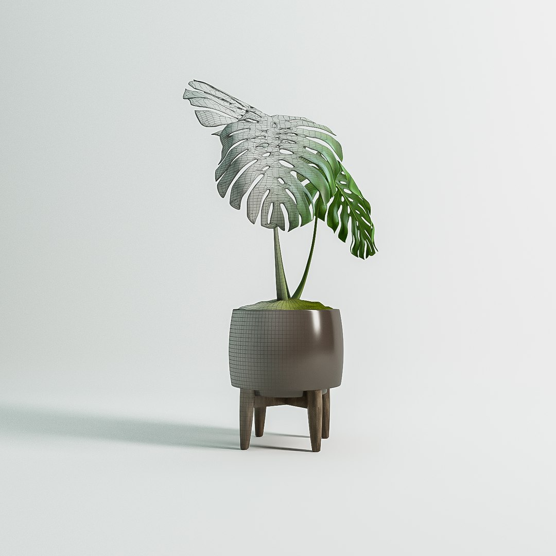 monstera plant 3D model https://p.turbosquid.com/ts-thumb/OY/J223ty/i9l30nCQ/monsteraplant3d3/png/1561588007/1920x1080/fit_q87/96a9c98467526ecbd9b16b7e9c97a3157a04488d/monsteraplant3d3.jpg