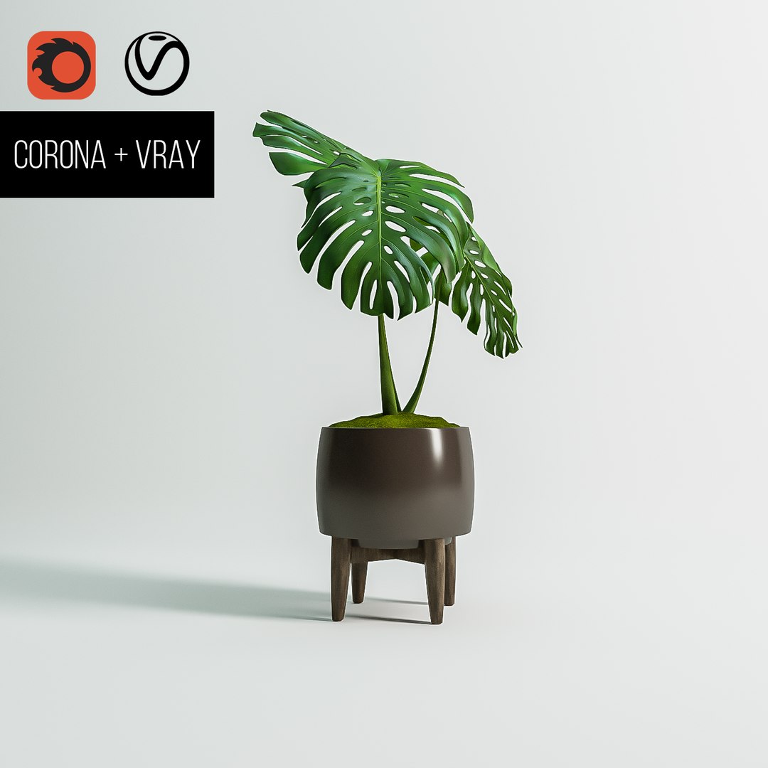 monstera plant 3D model https://p.turbosquid.com/ts-thumb/OY/J223ty/xaIpUkjf/monsteraplant3d4/png/1561587954/1920x1080/fit_q87/adc0bc5375d903712a05a7b07789f5fe931cf753/monsteraplant3d4.jpg