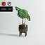 Monstera Plant