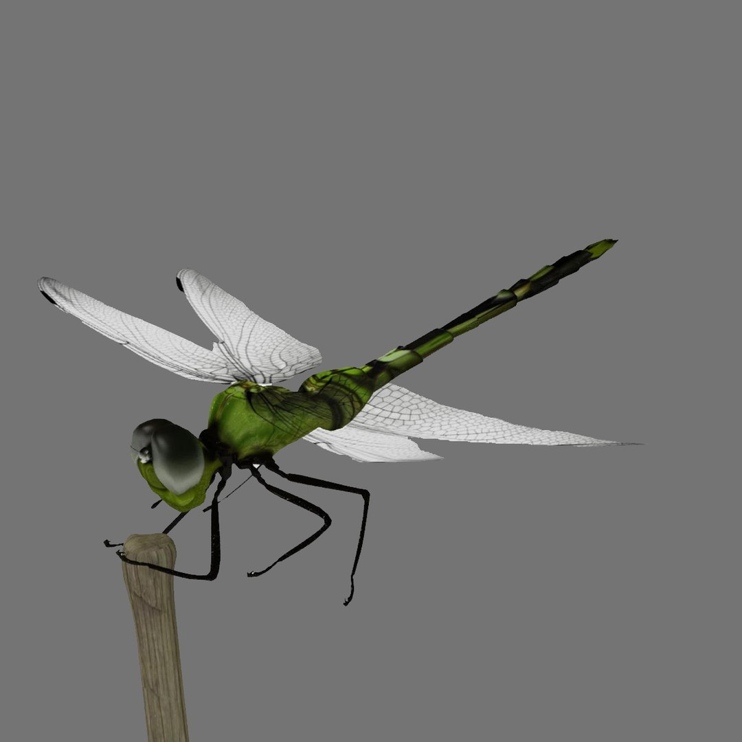 Max Dragonfly Animation Insect