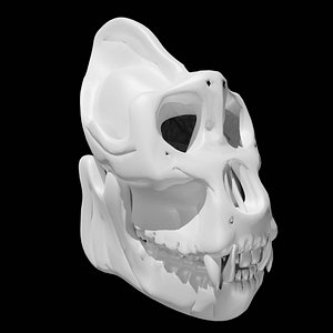 Gorilla skull