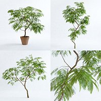 Everfresh Trees - Cojoba arborea var angustifolia