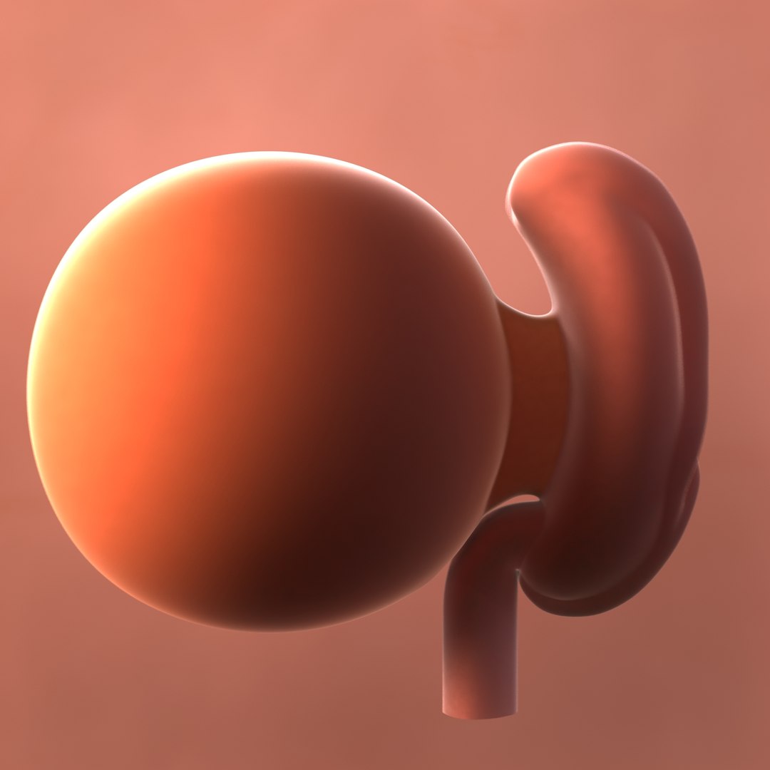 3D fetus 10 development https://p.turbosquid.com/ts-thumb/OZ/6MoK8I/7prqhTWQ/fetusweek04_3/jpg/1537131812/1920x1080/fit_q87/fe57c5d2323eb23cc8ea9378d3fdf235c0b2c520/fetusweek04_3.jpg