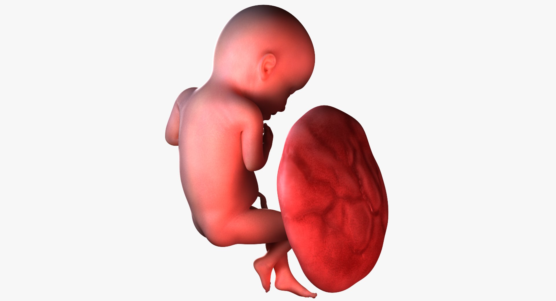 3D fetus 10 development https://p.turbosquid.com/ts-thumb/OZ/6MoK8I/9ZCQcuet/preview_04/png/1537132613/1920x1080/fit_q87/3a46794d95bed8ca59983cd7775d8d2845010e67/preview_04.jpg