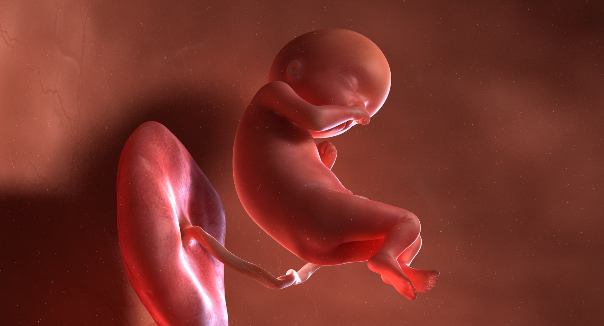 3D fetus 10 development https://p.turbosquid.com/ts-thumb/OZ/6MoK8I/BGusCH0h/preview_03/png/1537132492/1920x1080/fit_q87/2234e4aef6bda23c924cca6da79ab11209b2a3ce/preview_03.jpg