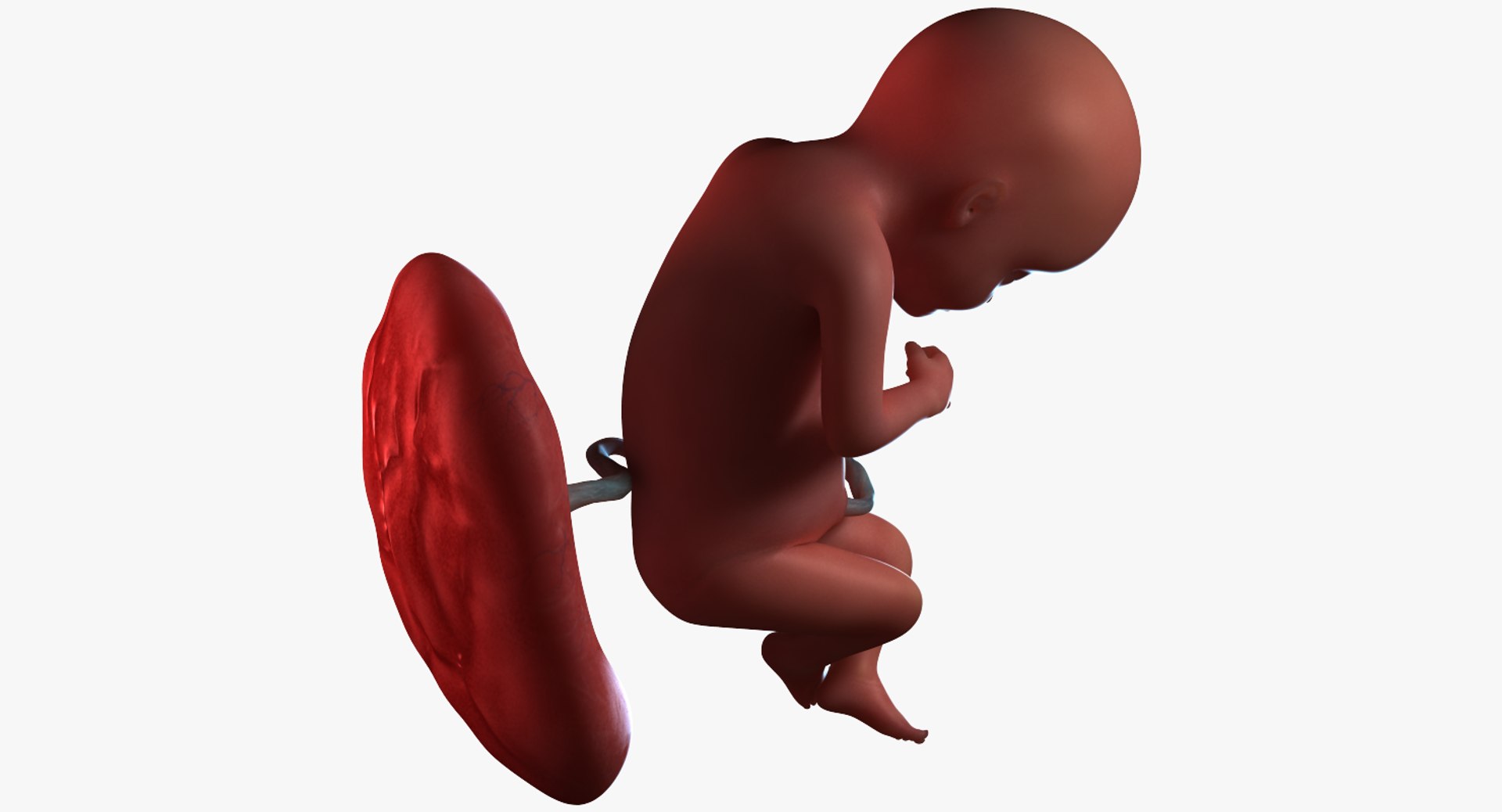3D fetus 10 development https://p.turbosquid.com/ts-thumb/OZ/6MoK8I/BSyWVx24/preview_04/png/1537132588/1920x1080/fit_q87/fb01295f589237770b25c99f2e37ed6cf5ee1429/preview_04.jpg