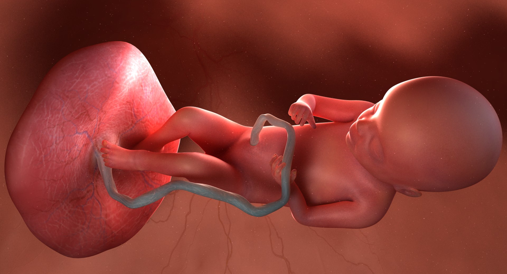 3D fetus 10 development https://p.turbosquid.com/ts-thumb/OZ/6MoK8I/Ct7iXKWf/preview_03/png/1537132522/1920x1080/fit_q87/c619ecbae78cbbe64ba77f3708a010363c1ab9f4/preview_03.jpg