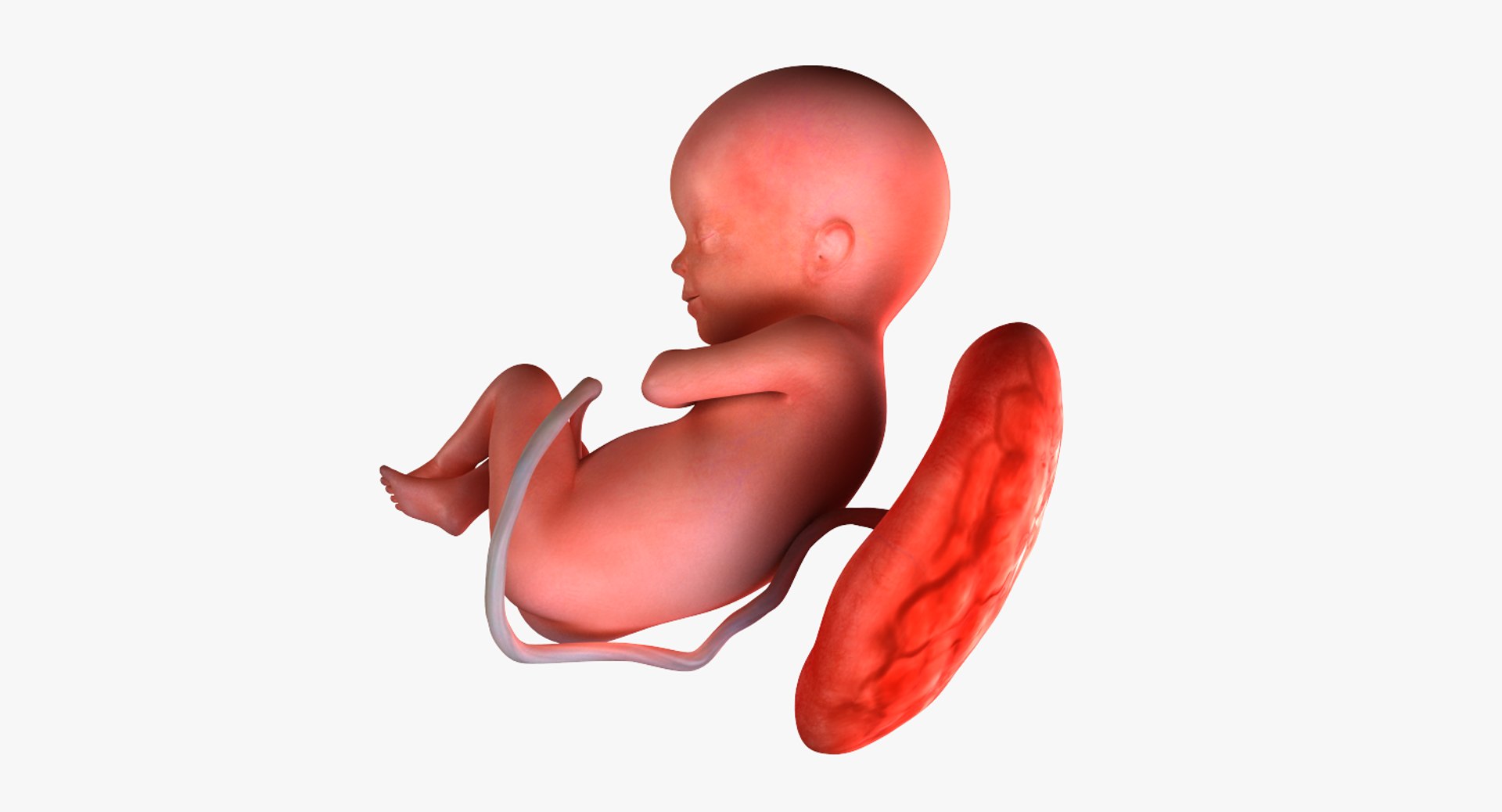 3D fetus 10 development https://p.turbosquid.com/ts-thumb/OZ/6MoK8I/DGnSYtXB/preview_04/png/1537132550/1920x1080/fit_q87/a9e265ee7c9f53c19f98d3c5f1f339530089c7a0/preview_04.jpg