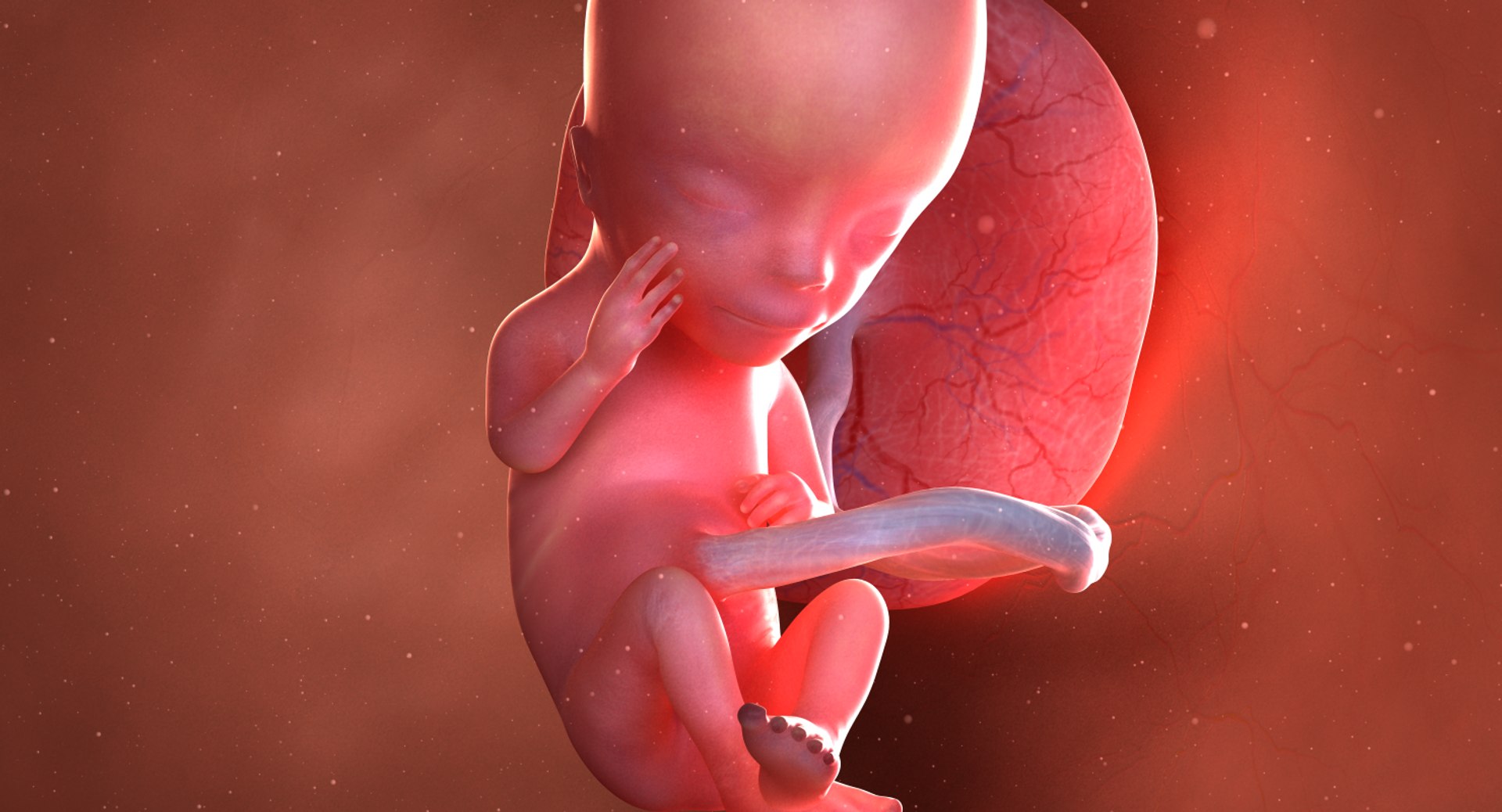 3D fetus 10 development https://p.turbosquid.com/ts-thumb/OZ/6MoK8I/DKHQgJF4/preview_05/png/1537132459/1920x1080/fit_q87/2f121259e5cb1e78007eb2827312b9d4ea370c9a/preview_05.jpg