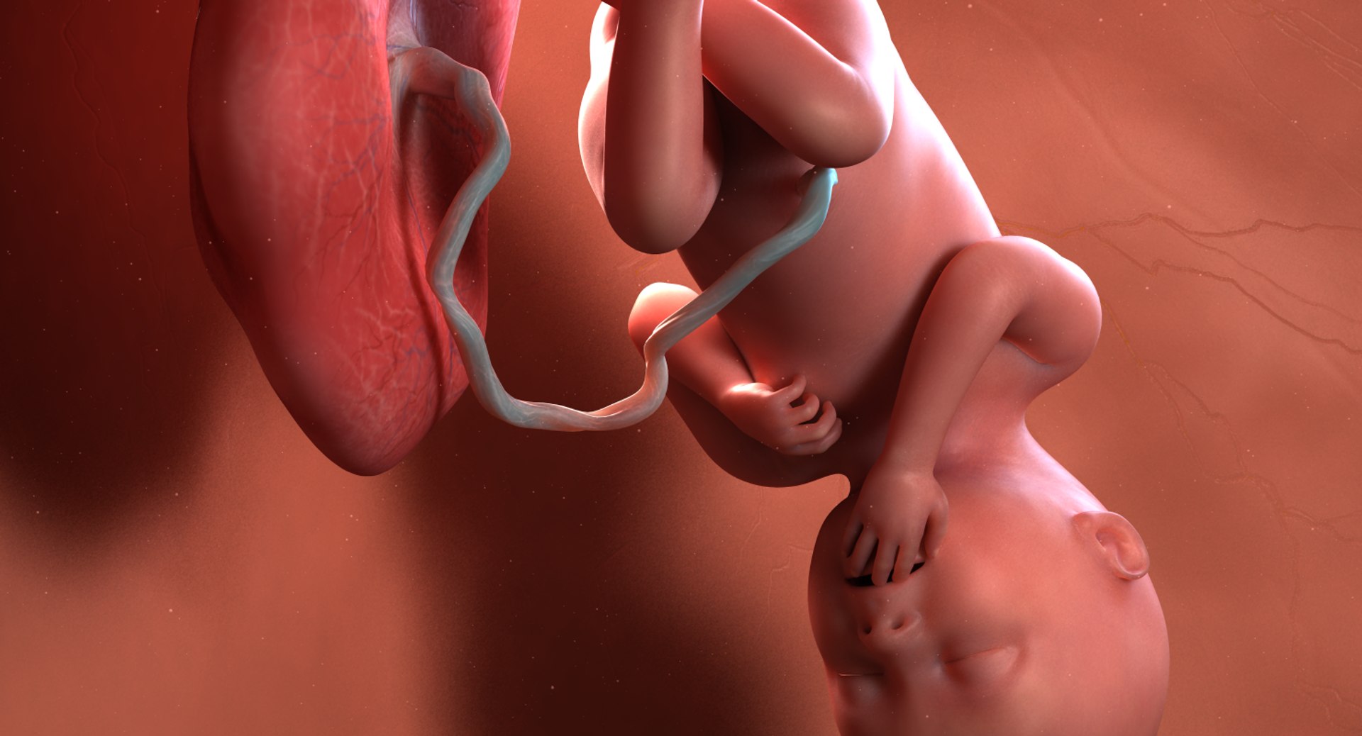 3D fetus 10 development https://p.turbosquid.com/ts-thumb/OZ/6MoK8I/FxxkYeOL/preview_02/png/1537132642/1920x1080/fit_q87/002c3b3c7526d7944a1279f4f758d99ae22f3bd9/preview_02.jpg