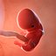 Fetus Collection - 10 models in development