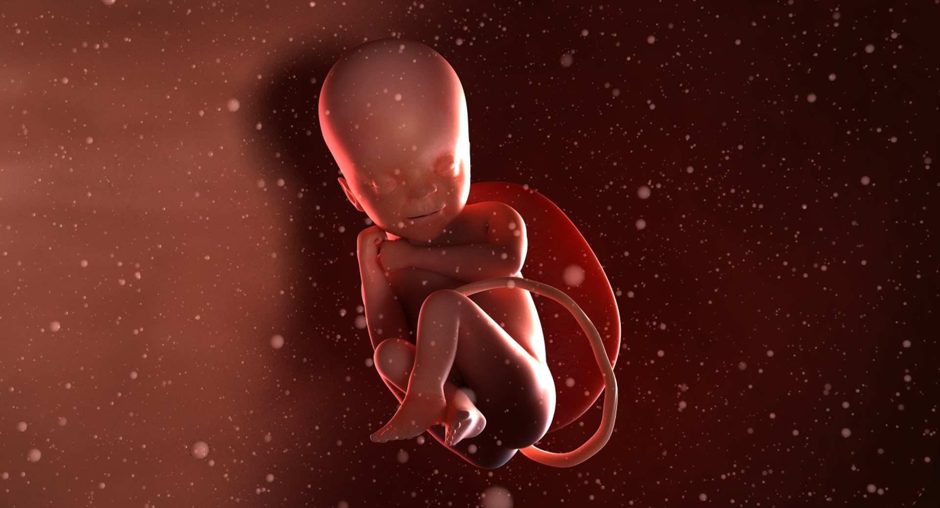 3D fetus 10 development https://p.turbosquid.com/ts-thumb/OZ/6MoK8I/KP6dWhG8/preview_01/png/1537132549/1920x1080/fit_q87/a410f8642dfdba31d7164886a816fbd61a696985/preview_01.jpg