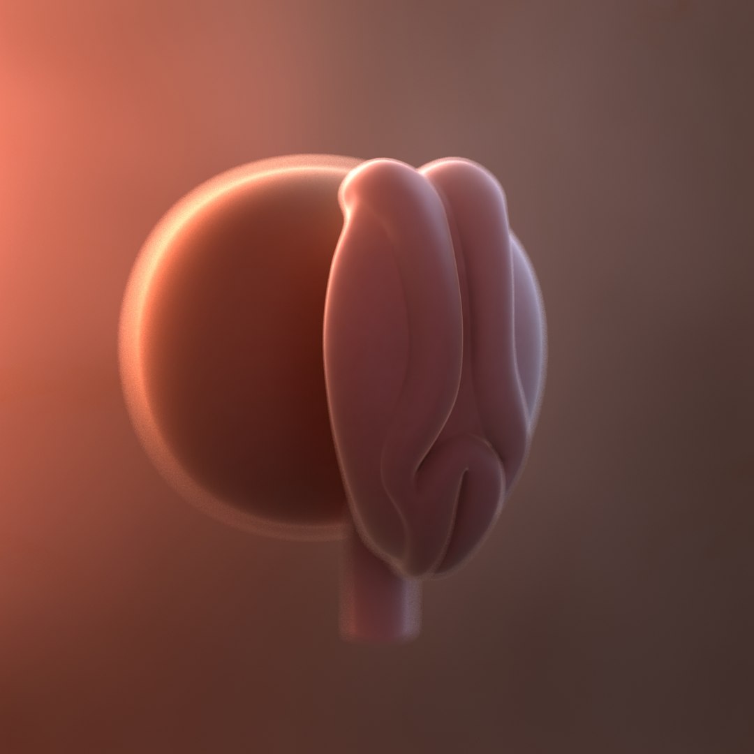 3D fetus 10 development https://p.turbosquid.com/ts-thumb/OZ/6MoK8I/LDExf2AS/fetusweek04_1/jpg/1537131812/1920x1080/fit_q87/29283c23d028fdcd6f5ff83bb3e02acc82692438/fetusweek04_1.jpg