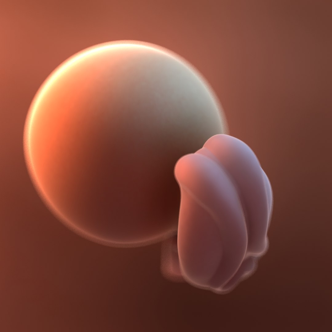 3D fetus 10 development https://p.turbosquid.com/ts-thumb/OZ/6MoK8I/NKsNdgzJ/fetusweek04_4/jpg/1537131812/1920x1080/fit_q87/8c214695a07855ff0101e0eacbe665cbd8bcdfdb/fetusweek04_4.jpg