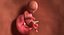Fetus Collection - 10 models in development