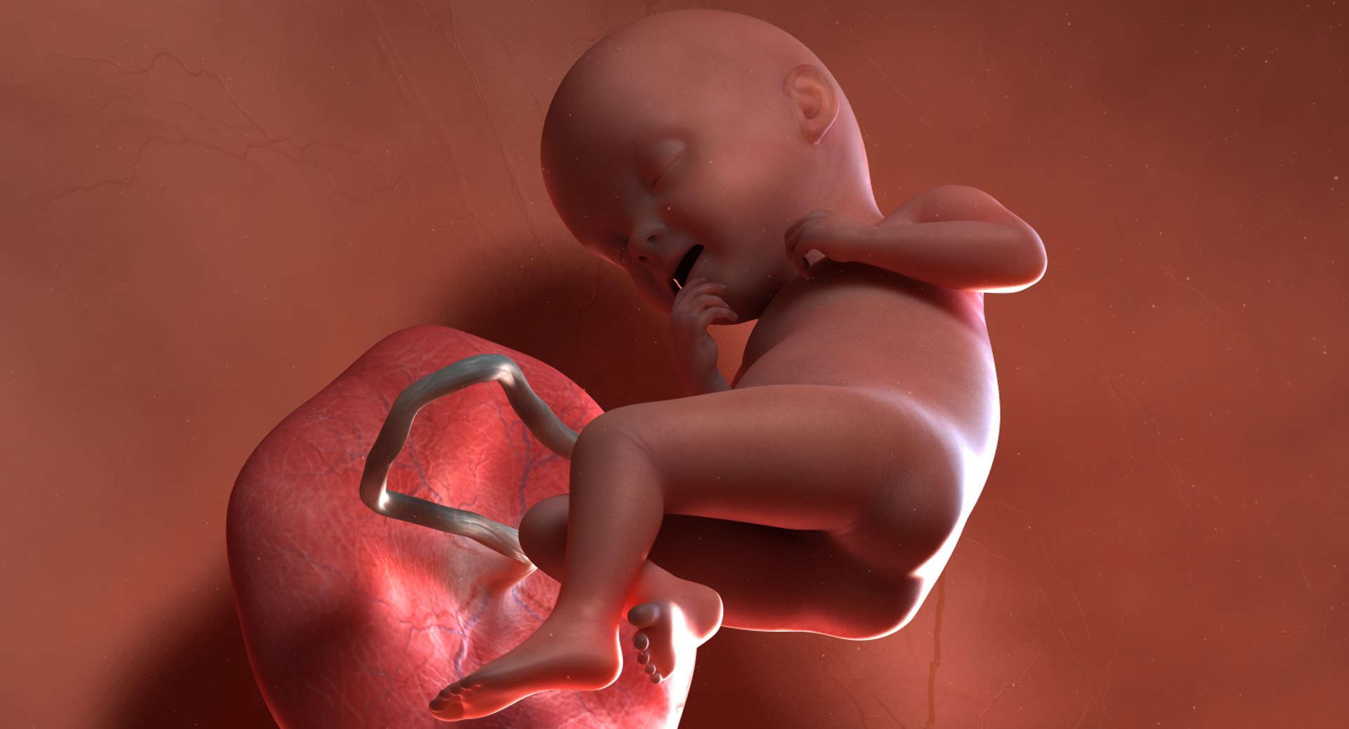 3D fetus 10 development https://p.turbosquid.com/ts-thumb/OZ/6MoK8I/RhDHfcVk/preview_03/png/1537132613/1920x1080/fit_q87/16994f1b07982933b3385f86f138618dd10294ab/preview_03.jpg