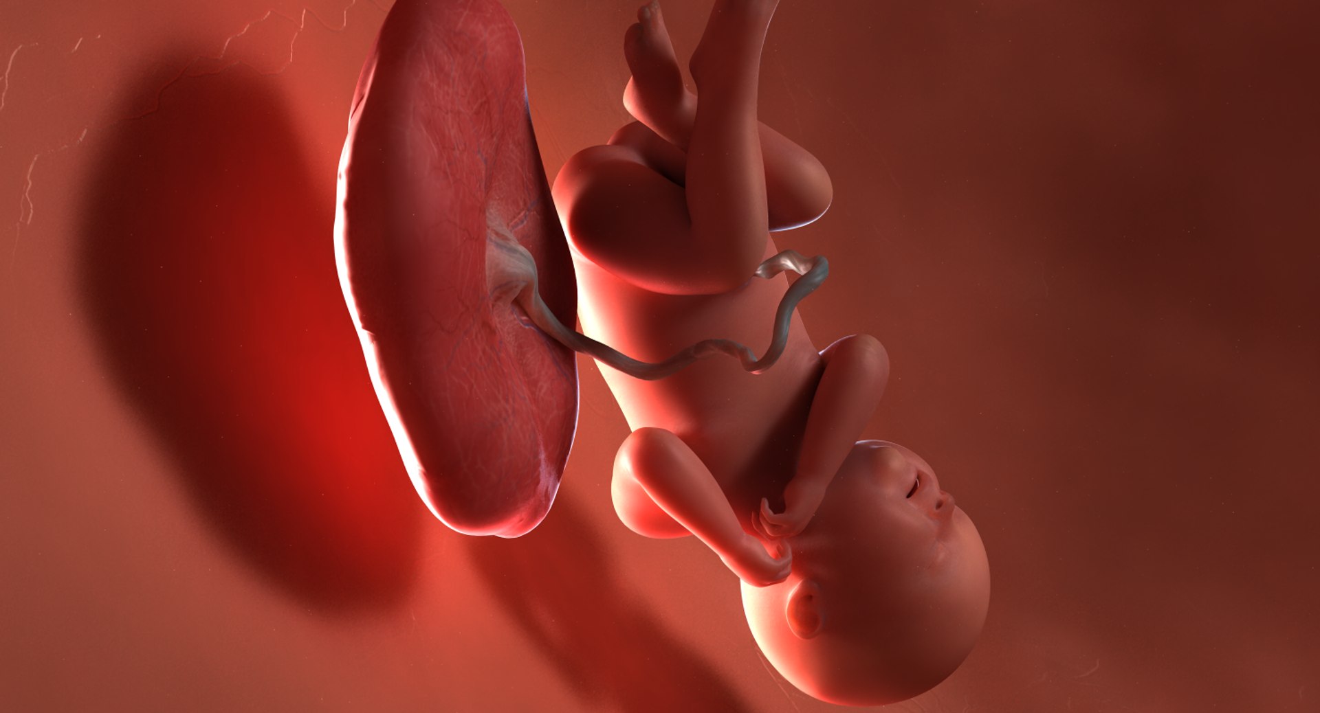 3D fetus 10 development https://p.turbosquid.com/ts-thumb/OZ/6MoK8I/SVZL7Wqz/preview_03/png/1537132666/1920x1080/fit_q87/092cf125d5ef8aadfabf7e64a9d66df642f99bfb/preview_03.jpg