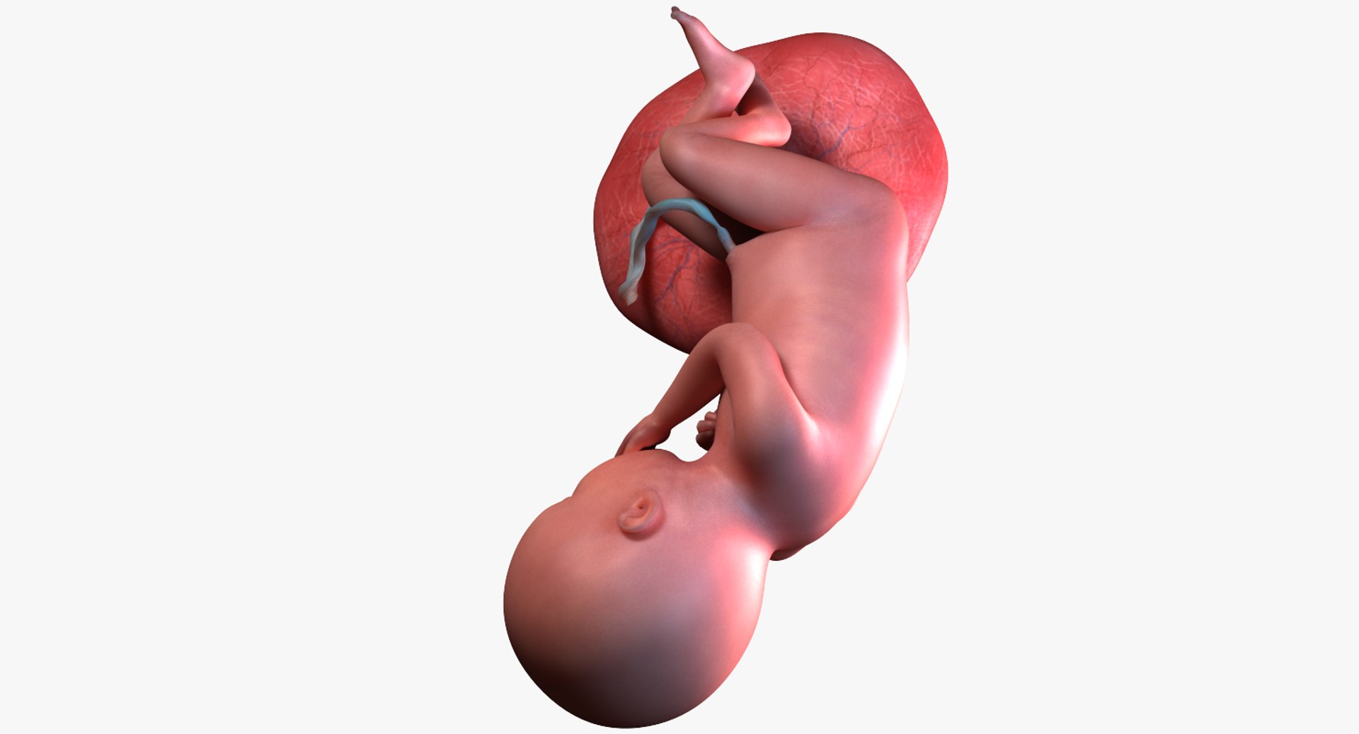 3D fetus 10 development https://p.turbosquid.com/ts-thumb/OZ/6MoK8I/Slz1lzKk/preview_04/png/1537132642/1920x1080/fit_q87/b01178ebd153f32d5d13834c03b2f0cff4f9ad47/preview_04.jpg