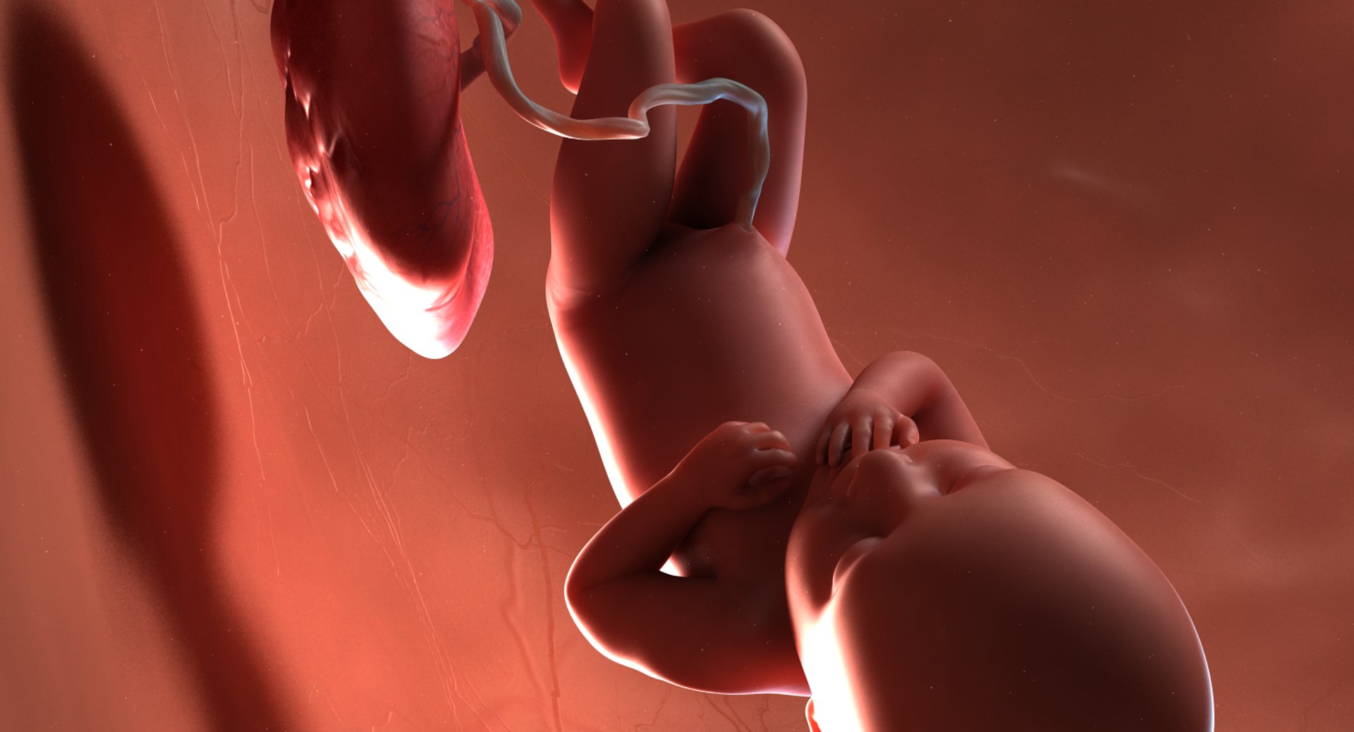 3D fetus 10 development https://p.turbosquid.com/ts-thumb/OZ/6MoK8I/TsJzDAA7/preview_03/png/1537132642/1920x1080/fit_q87/0f8c91777d583f21a453553b2e85bb15645a6b32/preview_03.jpg