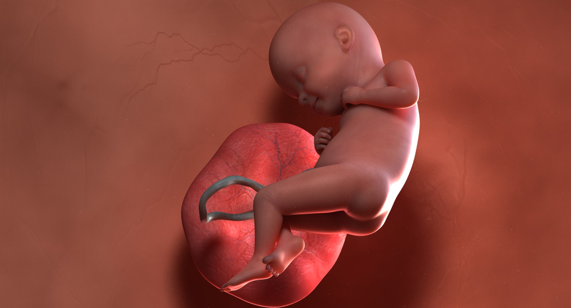 3D fetus 10 development https://p.turbosquid.com/ts-thumb/OZ/6MoK8I/Vzm8E3gh/preview_01/png/1537132613/1920x1080/fit_q87/379d58c05b1ad549b5e7faa749598235fb61e0e5/preview_01.jpg