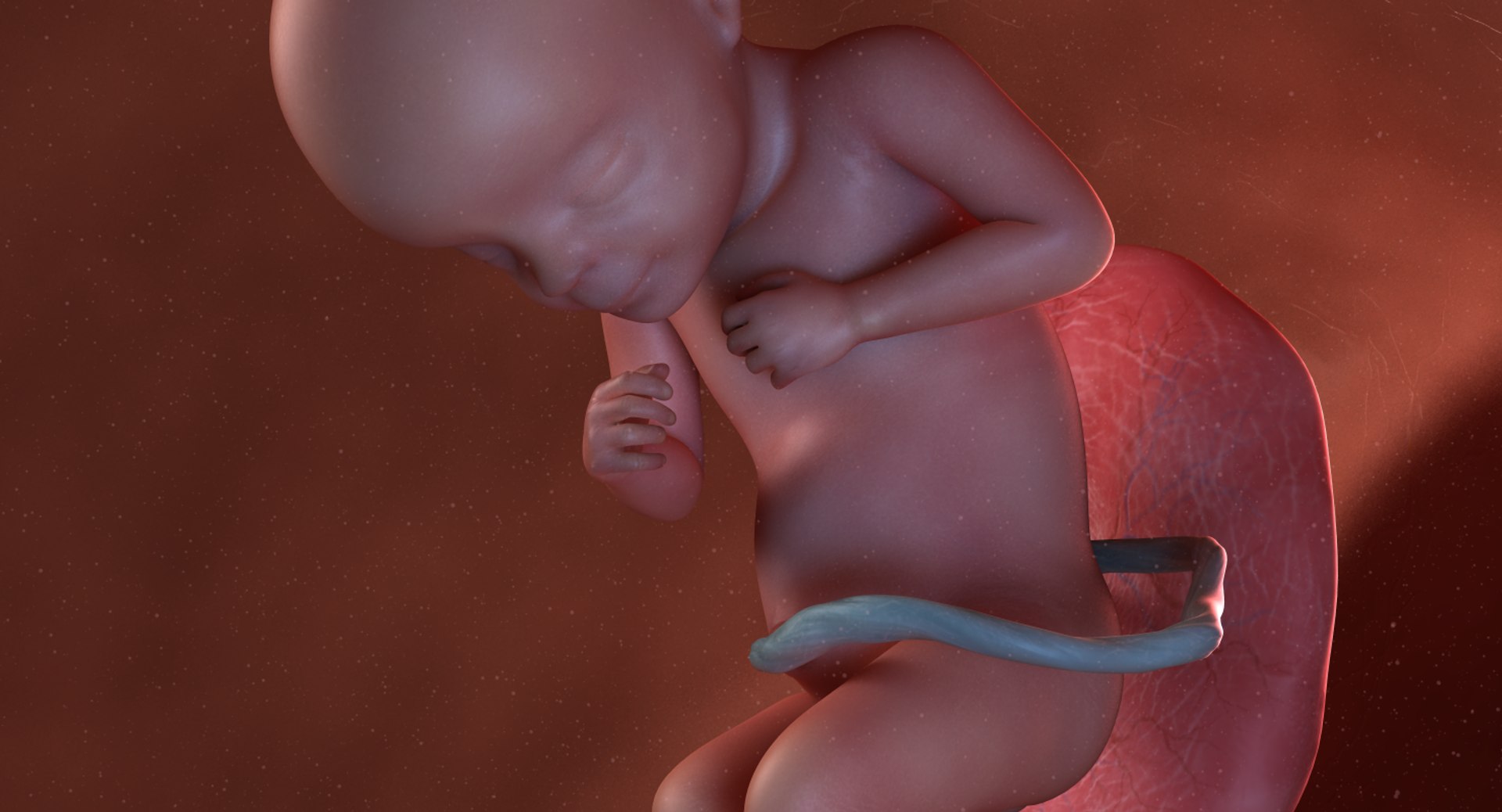 3D fetus 10 development https://p.turbosquid.com/ts-thumb/OZ/6MoK8I/XCsiqz7K/preview_02/png/1537132588/1920x1080/fit_q87/aa25c76801f51eeb12cab823d0e42783585733c6/preview_02.jpg