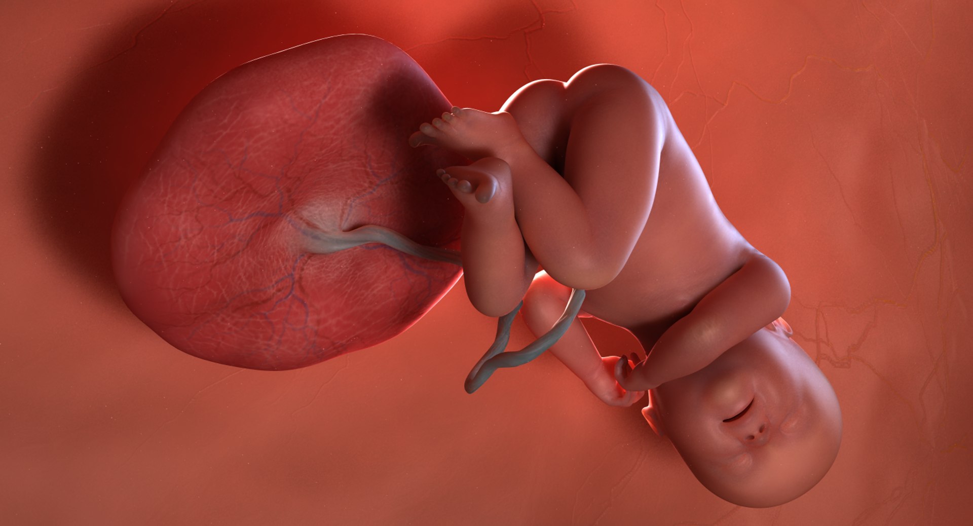 3D fetus 10 development https://p.turbosquid.com/ts-thumb/OZ/6MoK8I/aXeBbuK6/preview_02/png/1537132666/1920x1080/fit_q87/ee62195379ba1ff80826c3f070abe4fe8a6a4cd1/preview_02.jpg