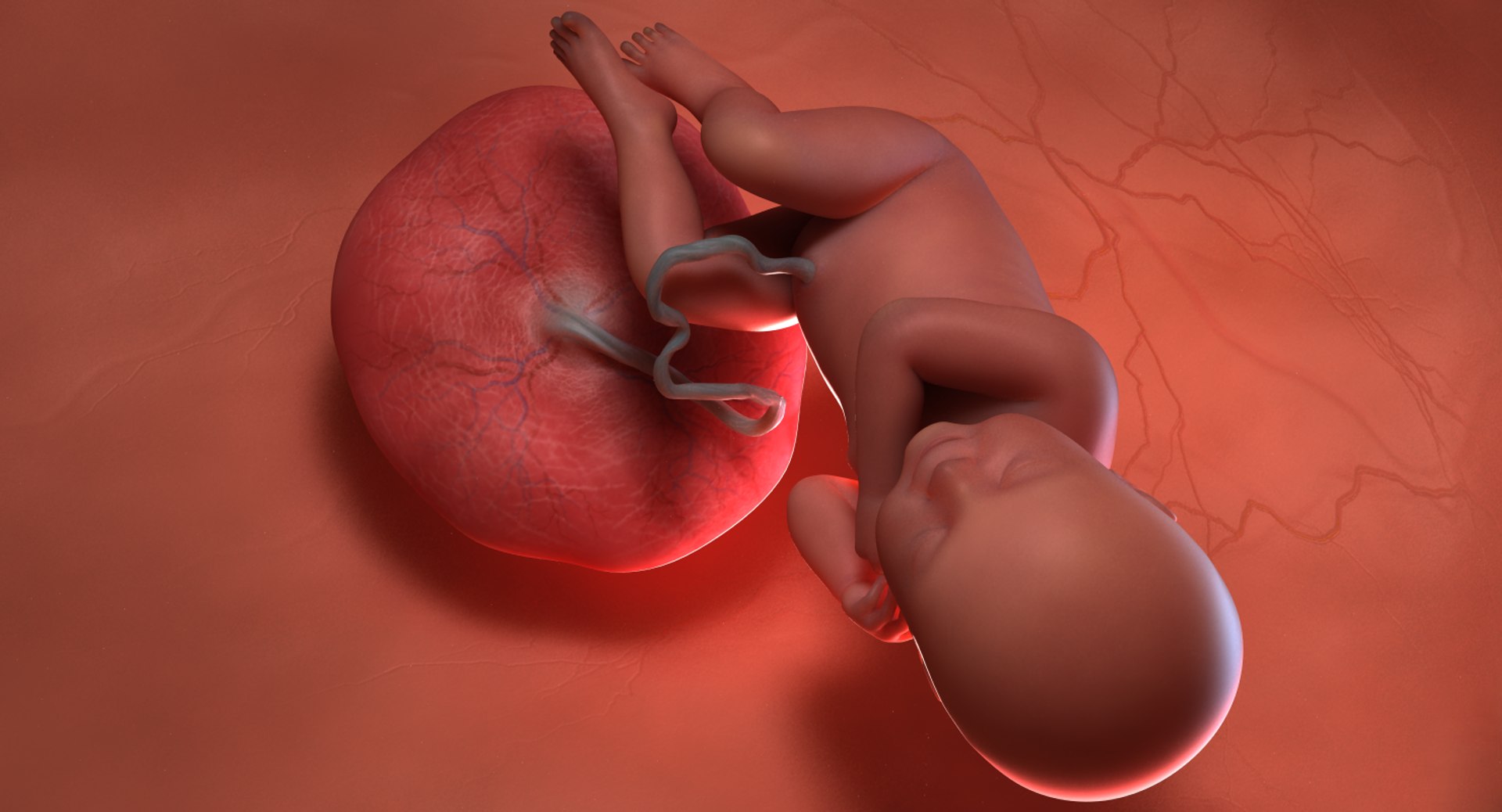3D fetus 10 development https://p.turbosquid.com/ts-thumb/OZ/6MoK8I/ahxBzRKm/preview_01/png/1537132666/1920x1080/fit_q87/e9b37eef525ab2e4d39d2a26a50229d4623328bb/preview_01.jpg